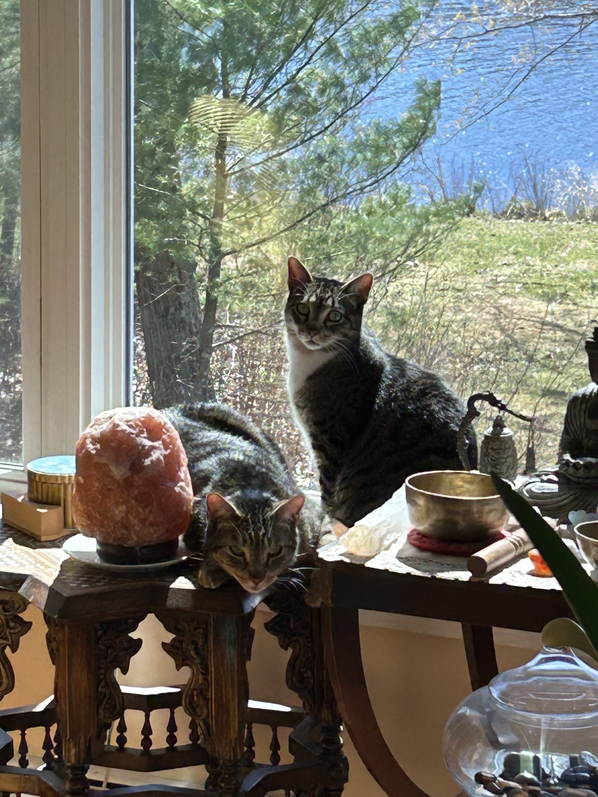 2 cats by a window in the bright light exploring